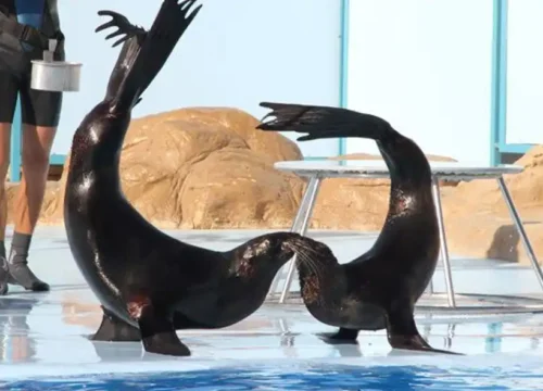 Dolphin Show in Hurghada