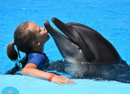 Swimming with Dolphins In Hurghada