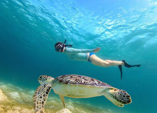 ABU DABBAB TURTLE HOUSE-TRIP