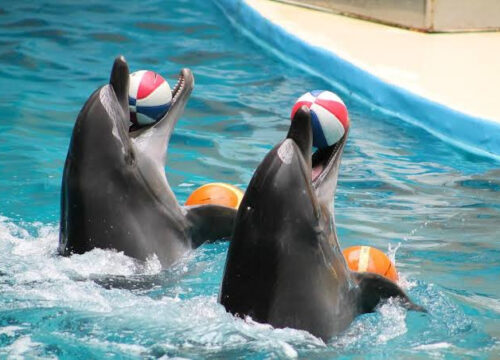 Dolphinarium In Sharm El Shikih With Privat Transfer
