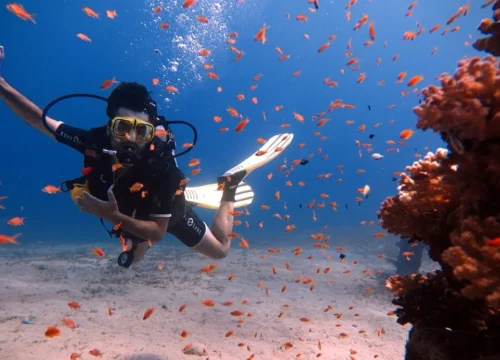 Shore Diving in Sharm el sheikh