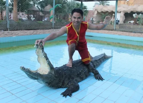 Crocodile and Snake Show Sharm El Sheikh