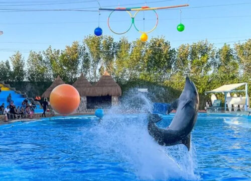 Dolphinarium In Sharm El Shikih With Privat Transfer