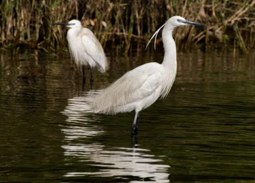 El Fayoum Full Day Tour Bird Watchingررررررررررررر